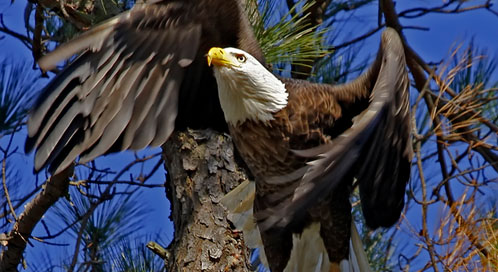 Bald Eagle, Blackwater National Wildlife Refuge in Maryland © Becky Gregory