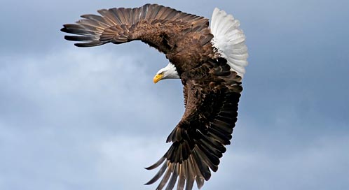 Bald Eagle, © Pam Mullins