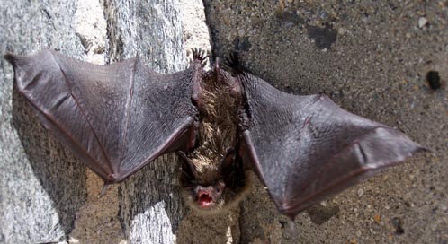 Eating Bats