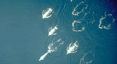 Beluga Whale ©NOAA
