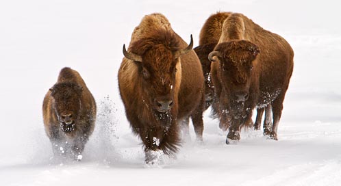 Bison, © Phyllis Picardi