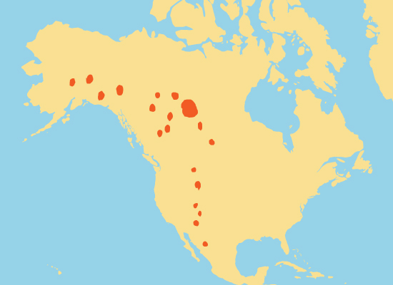 Defenders of Wildlife range map, showing where to find bison in North America. DoW said: Bison once roamed across much of North America. Today bison are ecologically extinct throughout most of their historic range, except for a few national parks and other small wildlife areas. Yellowstone National Park has the largest population of free-roaming plains bison (about 4,000), and Wood Buffalo National Park has the largest population of free-roaming wood bison (about 10,000).