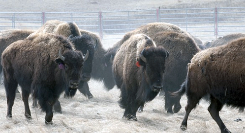 Bison, © Ted Wood / The Story Group Bison, © Ted Wood / The Story Group