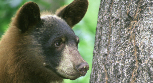 Black Bear, Photo: Steve Maslowski /  U.S. Fish and Wildlife Service