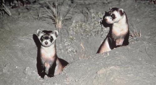 Black-footed Ferret, Photo: Luray  Parker / U.S. Fish and Wildlife Service