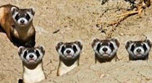 Black Footed Ferret, © Mike Lockhart