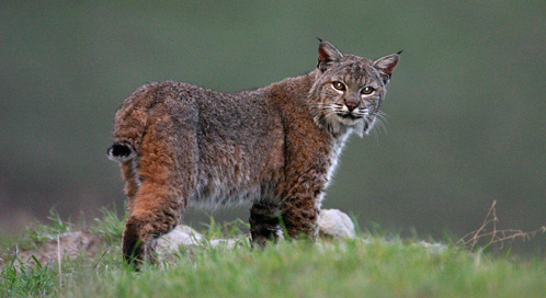 bobcat-stephan-lins-dpc.jpg