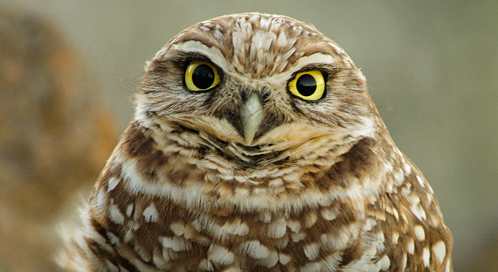 Burrowing Owl, © Pat Ulrich