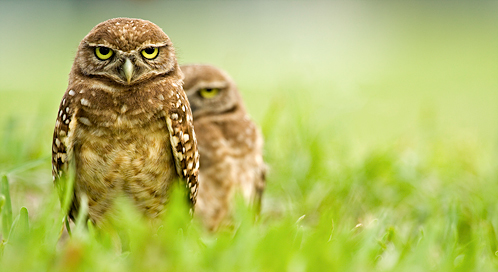 Burrowing Owl, © Scott Anderson