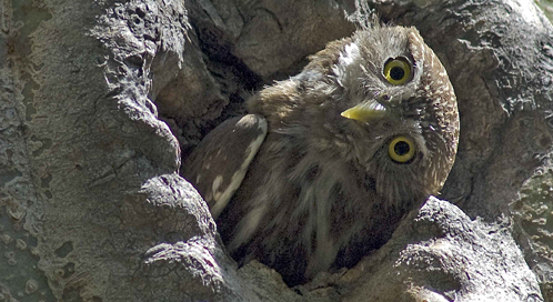 owl cactus pygmy ferruginous defenders