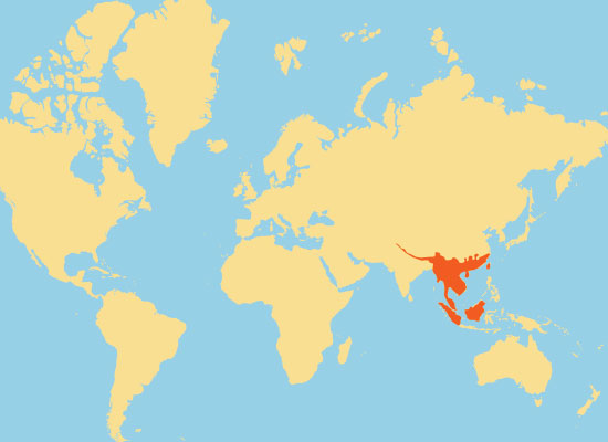 Clouded Leopard Habitat