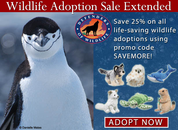 25% off of wildlife adoptions!