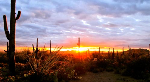 Essay on desert animals