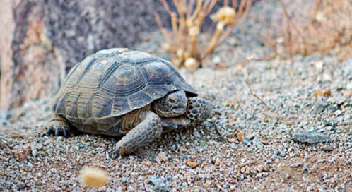 Desert Tortoise, © Justin Ennis / Flickr user Averain