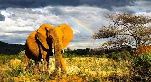 Basic Facts About Elephants