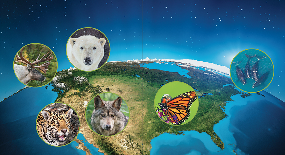 Transnational species at risk under Trump administration policies Transnational species at risk under Trump administration policies