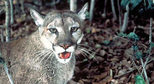 Florida Panther, Photo: U.S. Fish and Wildlife Service
