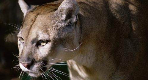 Florida Panther, © Superstock