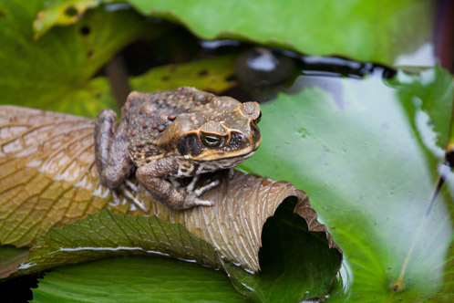Amphibian, © Jenn Epstein
