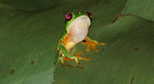 Frog, © Tracy Root