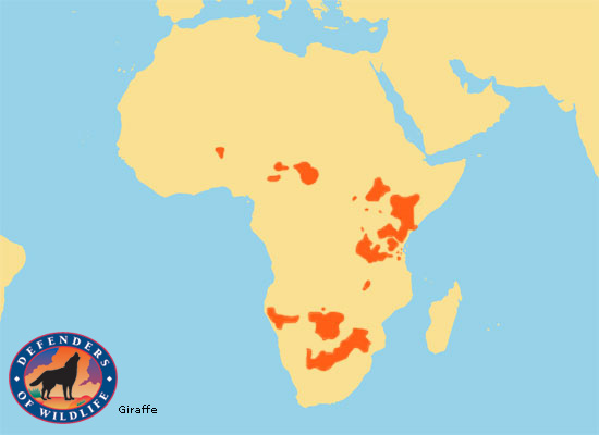 Location - All about Giraffes