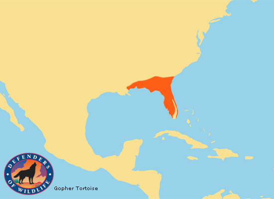 Gopher Tortoise Range Map