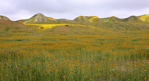 Image result for grassland