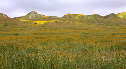 Grassland geographic location