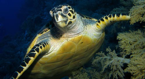 Hawksbill Sea Turtle, © James Dawson