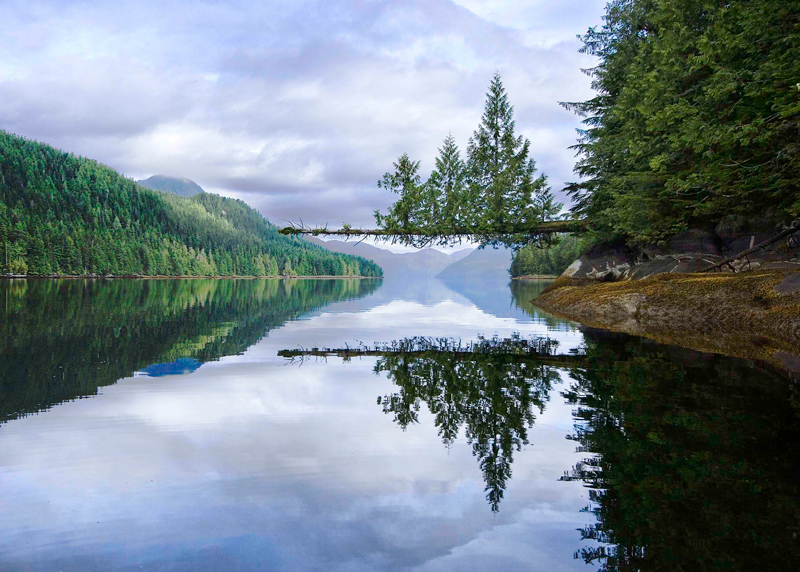 Horizontal Tree, © Patrick Freeny Horizontal Tree, © Patrick Freeny