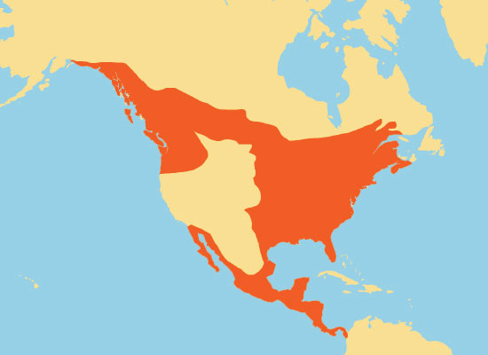 hummingbird range map hummingbird range map