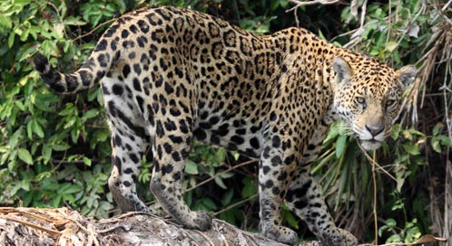 Jaguar, © Douglas Trent