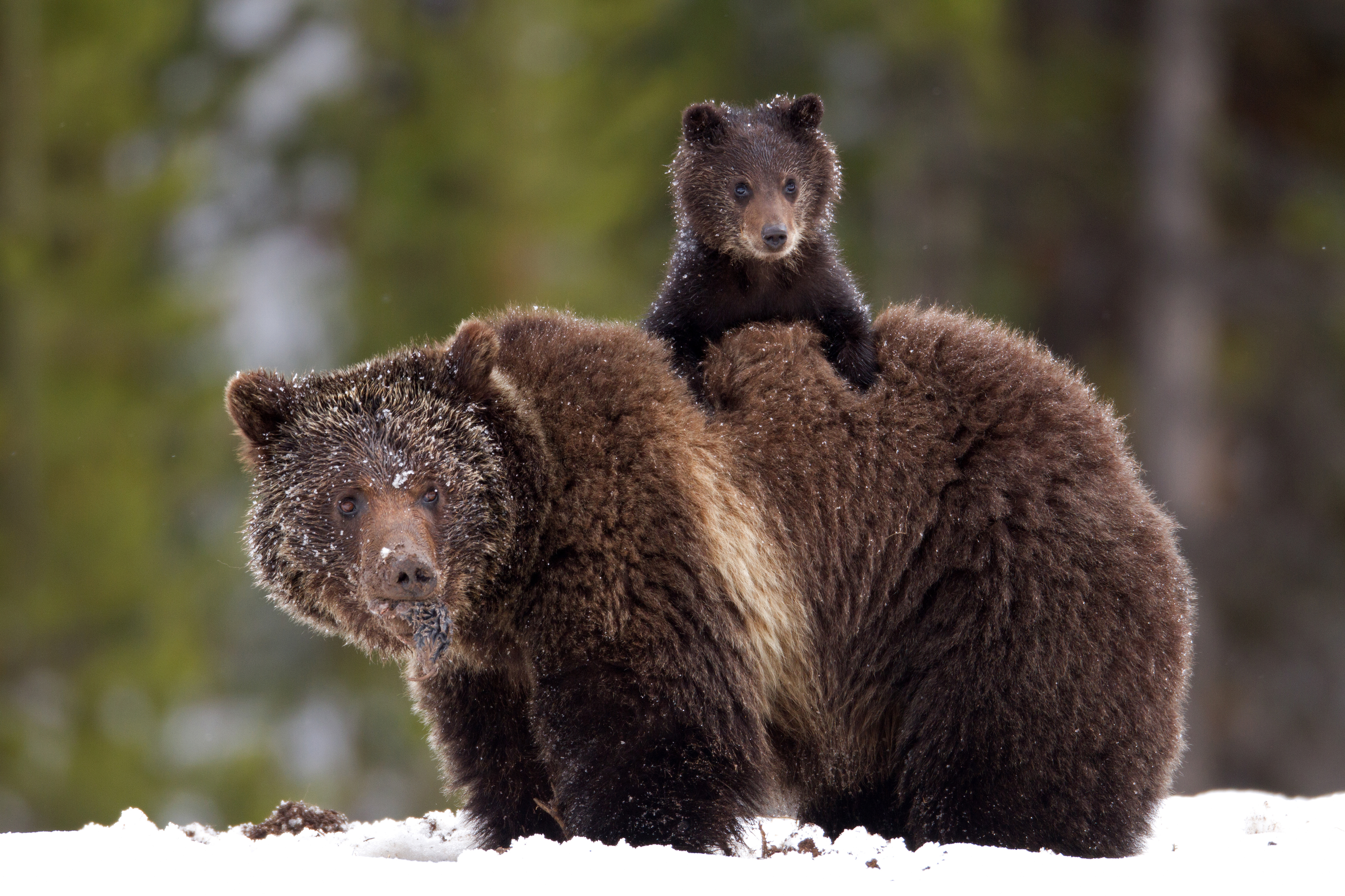 Grizzly Bear, © James Yule Grizzly Bear, © James Yule