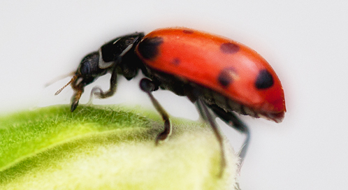 Ladybug, © Douglas Brown