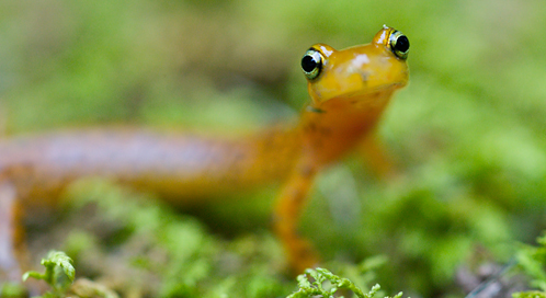 Longtail Salamander, Photo: Ryan Hagerty / U.S. Fish and Wildlife Service