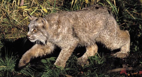 Lynx, Photo: Erwin and Peggy Bauer / U.S. Fish and Wildife Service