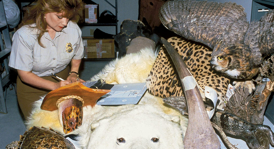 Wildlife trafficking, © John and Karen Hollingsworth/USFWS