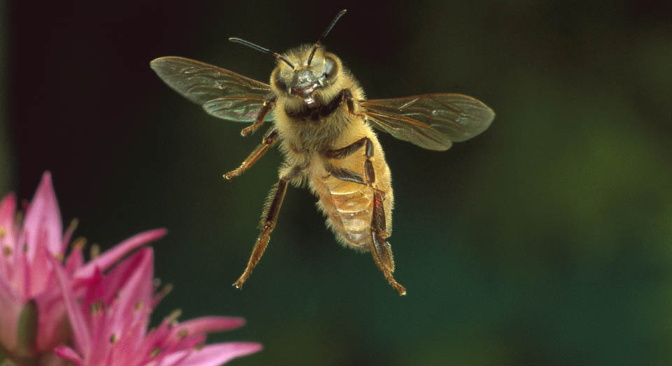 Honeybee, © Michael Durham / Minden Pictures Honeybee, © Michael Durham / Minden Pictures