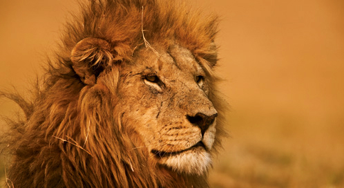 Can We Save Lions?