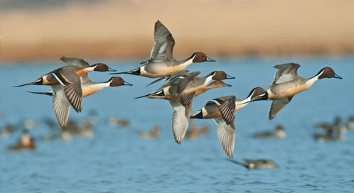 Pintail Ducks, © Tony Bynum / tonybynum.com