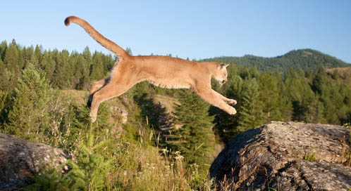 Mountain lion, © Matthias Breiter / Minden Pictures