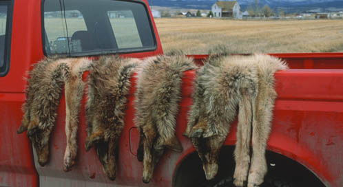 © Joel Sartore / www.joelsartore.com © Joel Sartore / www.joelsartore.com