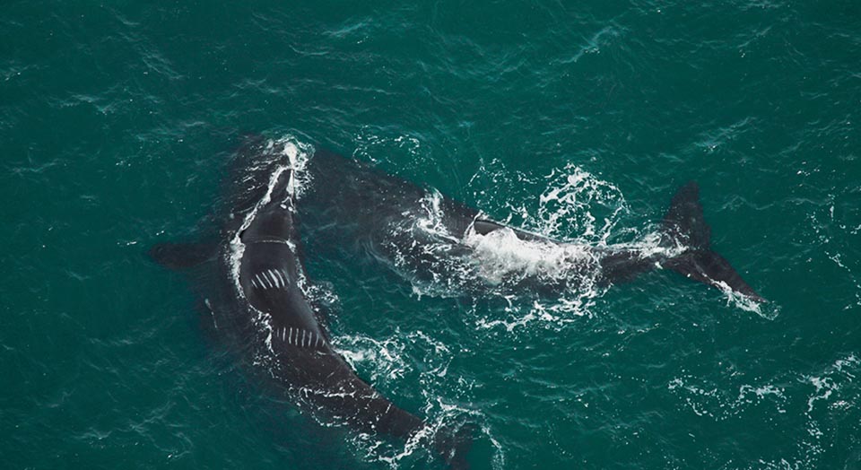 Right Whales, Photo credit:  Florida Fish and Wildlife Conservation Commission, NOAA Research Permit 594-1759