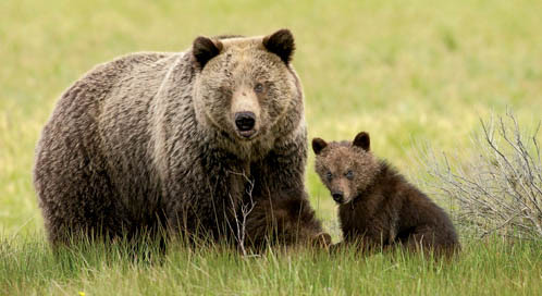 © D. Robert & Lorri Franz © D. Robert & Lorri Franz