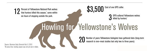 Howling for Yellowstone Wolves Howling for Yellowstone Wolves