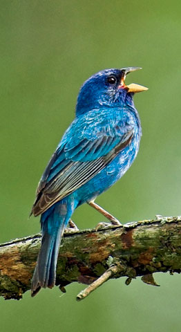 Indigo bunting, © Bigstock