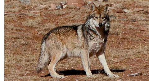 Mexican gray wolf, USFWS Mexican gray wolf, USFWS