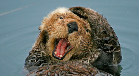 Sea otter, © Ryan M. Vickers Sea otter, © Ryan M. Vickers