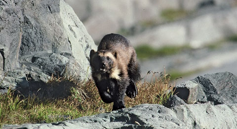 Wolverine, © Ken Curtis Wolverine, © Ken Curtis