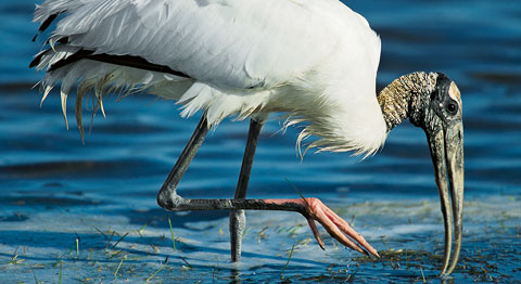 Wood stork, © Yva Momatiuk and John Eastcott / Minden Pictures Wood stork, © Yva Momatiuk and John Eastcott / Minden Pictures